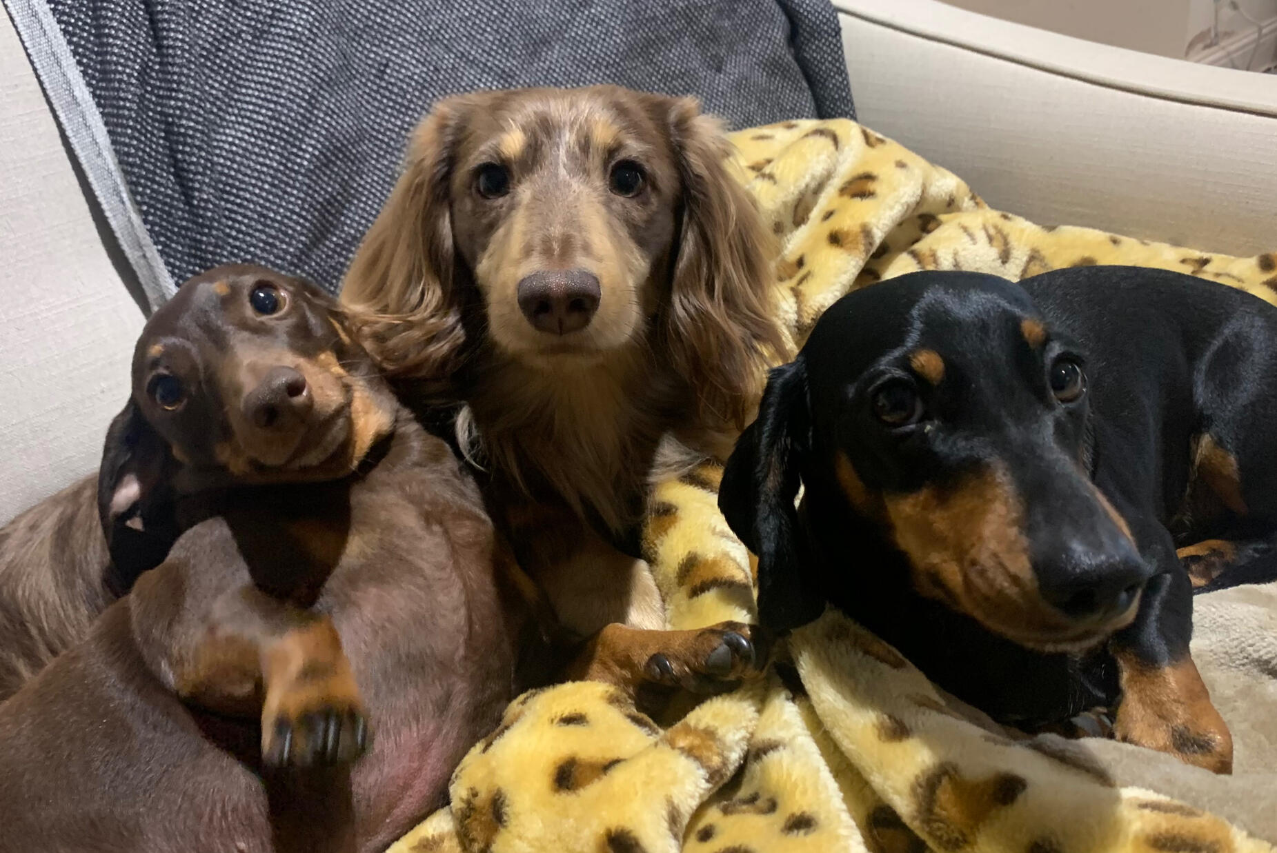 Freddy with Luke and Leia